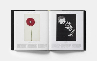 Phaidon, Plant - The Brotique with Free UK Shipping for Mens Beard Care, Mens Shaving and Mens Gifts